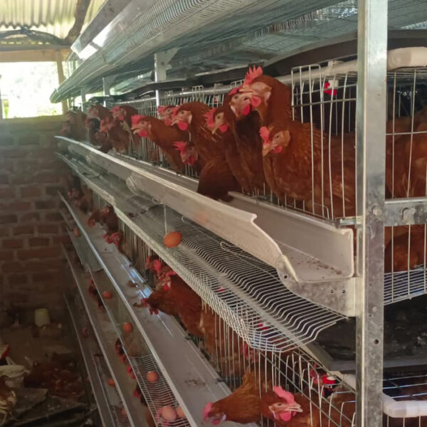 H Type Chicken Cage